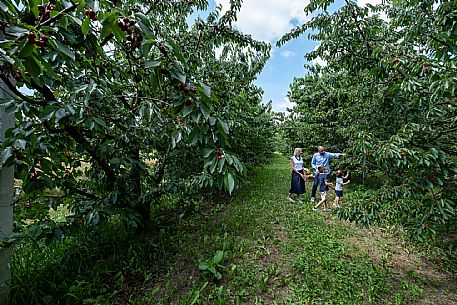 Family Experience - Picking up in the Orchards